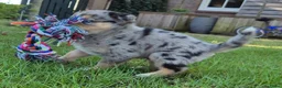 Kruising honden te koop: Mini australian shepherd pup - Advertentie 18