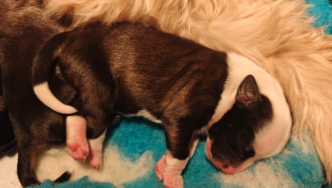 Tibetaanse Terriër honden te koop: Tibetaanse Terriërs  - Advertentie 17