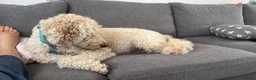 Goldendoodle honden te koop: Standaard goldendoodle pups fleece vacht - Advertentie 14