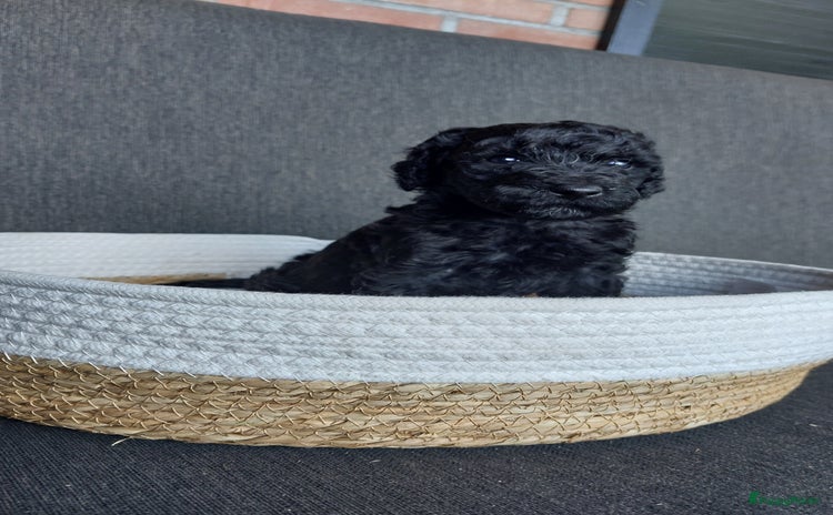 Labradoodle honden - Advertentie 7