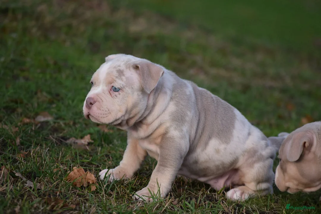 Amerikaanse Bully honden te koop: American bully pocket pups - Advertentie 11