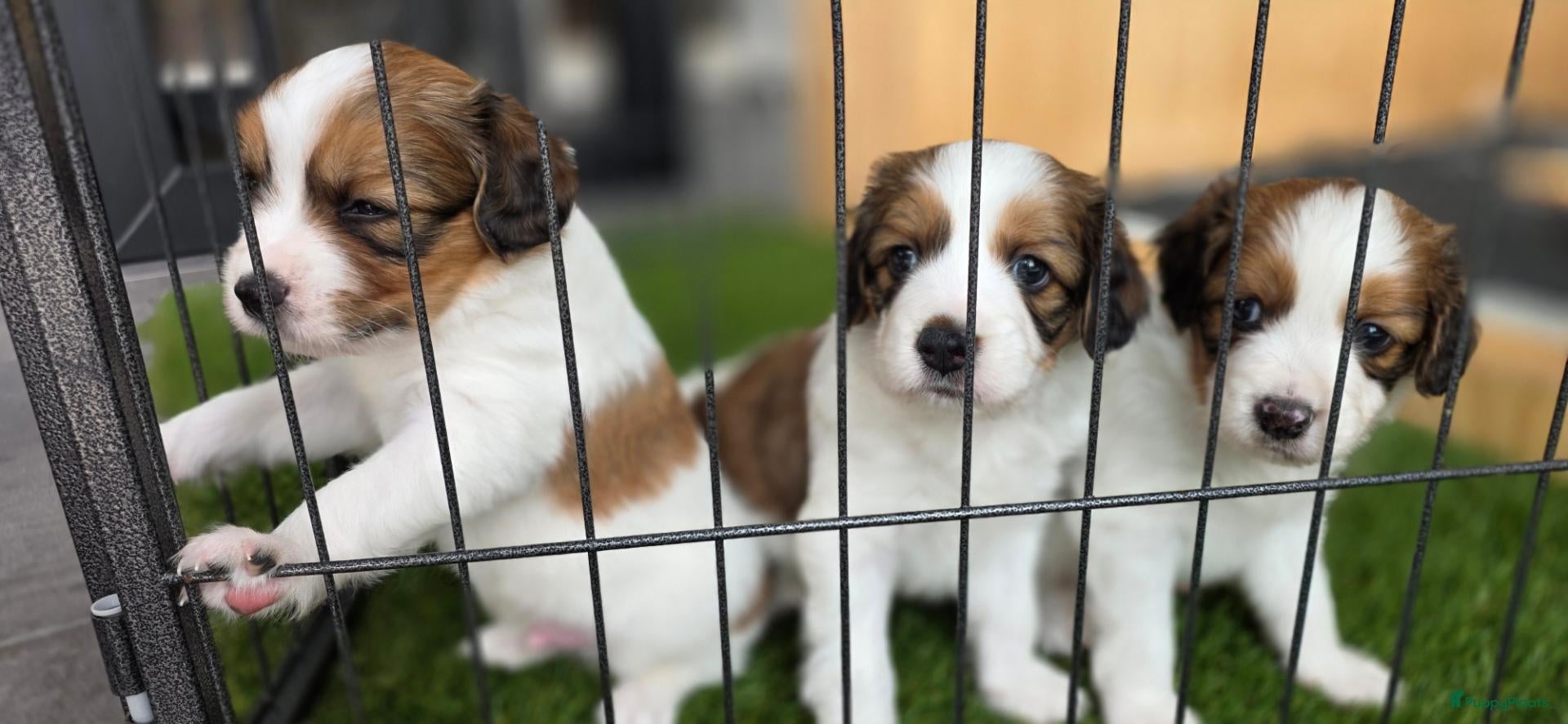 Kooikerhondje honden 3prachtige 100% zuivere kooiker reutjes aangeboden - Advertentie 18
