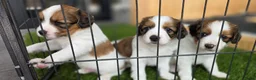 Kooikerhondje honden te koop: 3prachtige 100% zuivere kooiker reutjes aangeboden - Advertentie 1