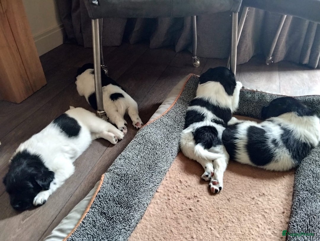 Friese Stabij honden te koop: Drie lieve Friese Stabij reutjes in Gasselte - Afbeelding 16
