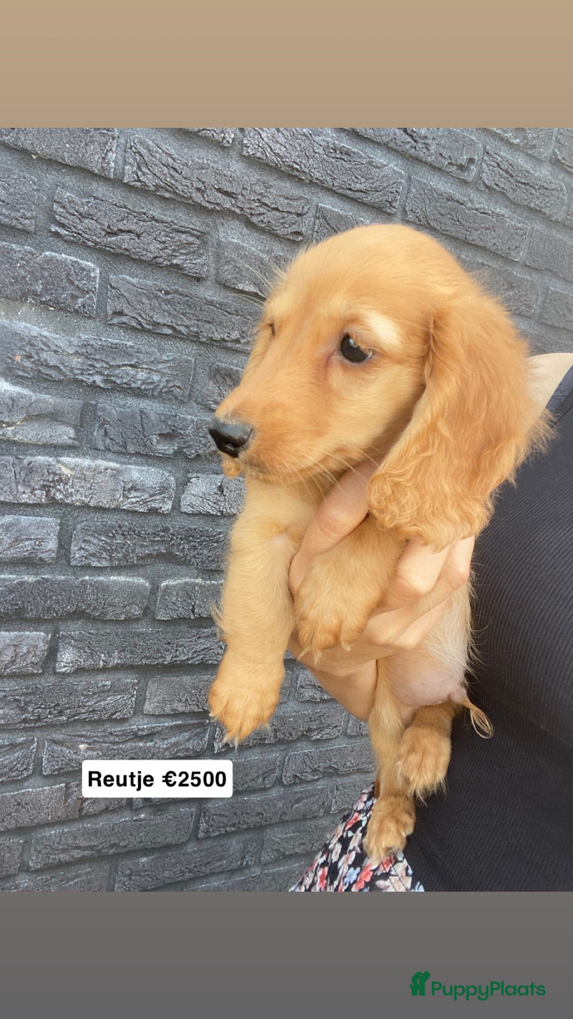 Teckel (langhaar) honden Kleurrijke langharige teckel pups - Advertentie 1