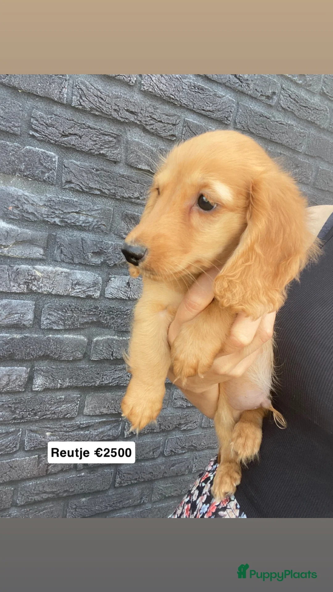 Teckel (langhaar) honden te koop: Kleurrijke langharige teckel pups - Advertentie 1