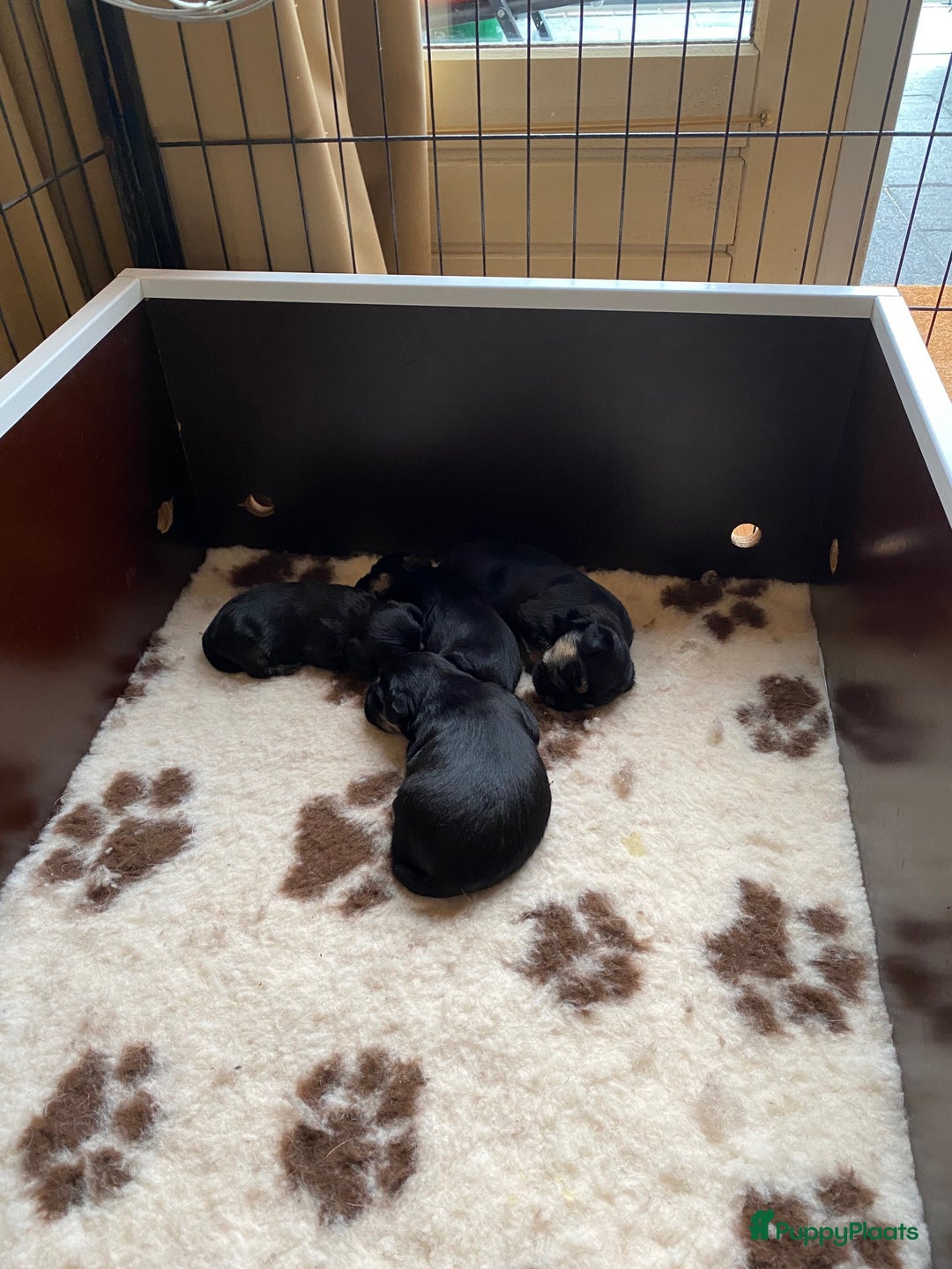 Border Terriër honden te koop: Border Terriër pups te koop - Afbeelding 4