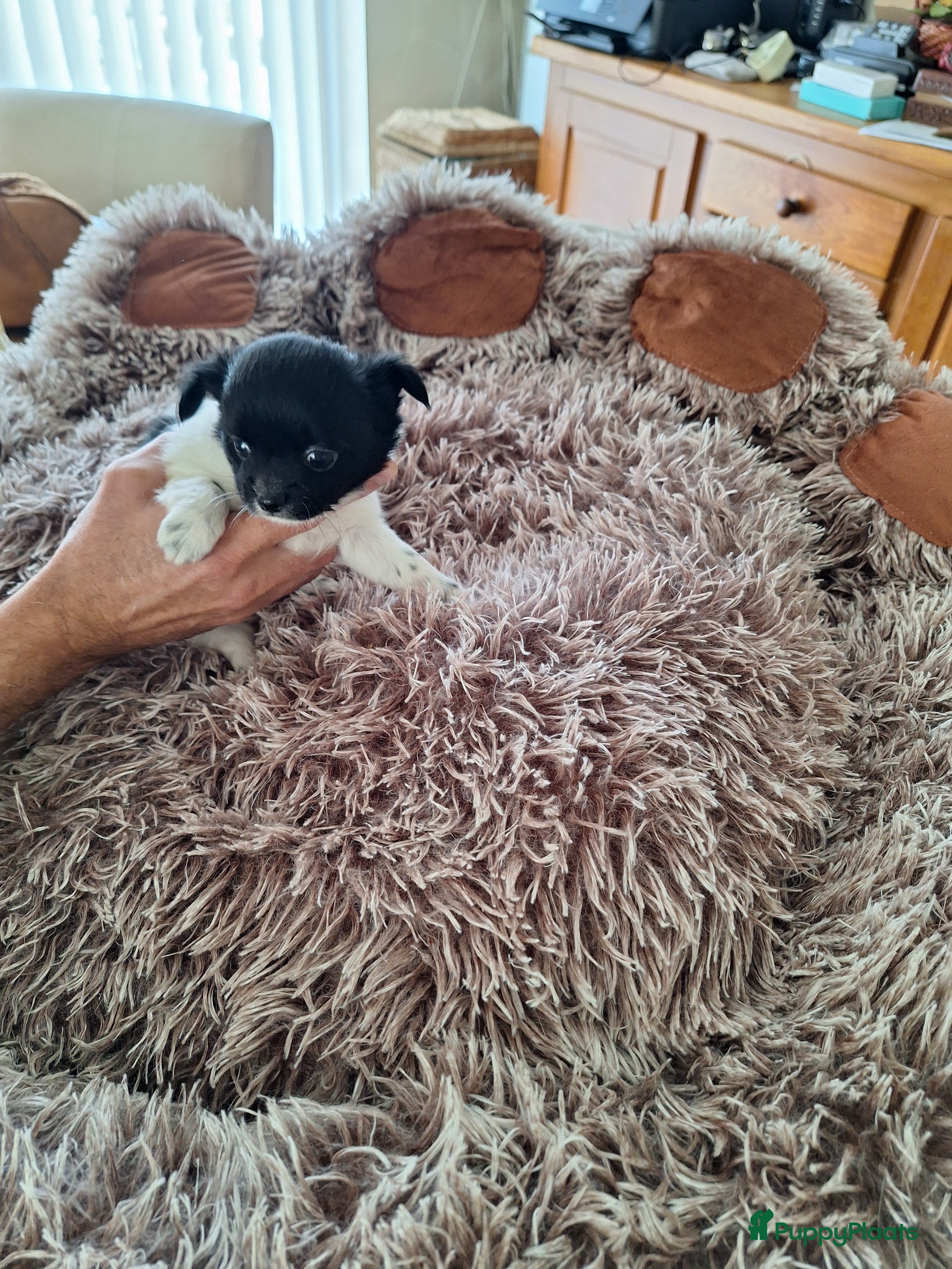 Chihuahua honden Super mooie chihuahua puppy's  - Advertentie 2