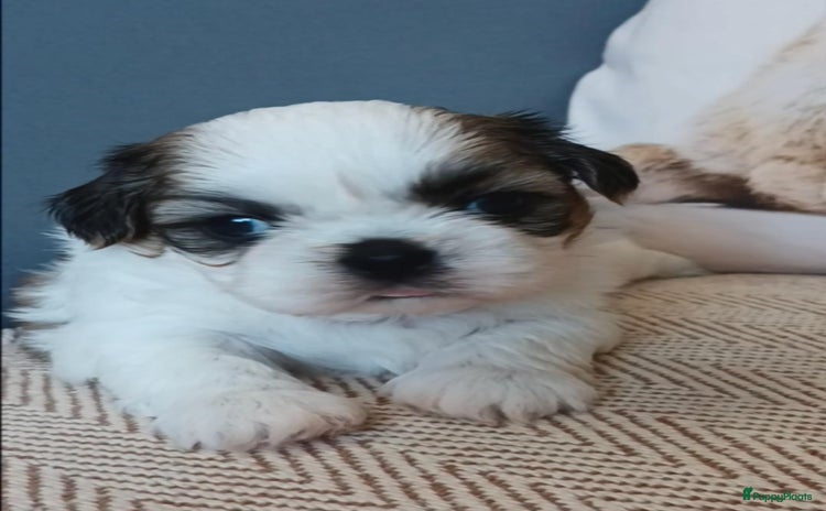 Shih Tzu honden - Advertentie 1