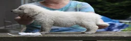 Kuvasz honden te koop: **Bijzondere Kuvasz pups uit een droomcombinatie** - Advertentie 12