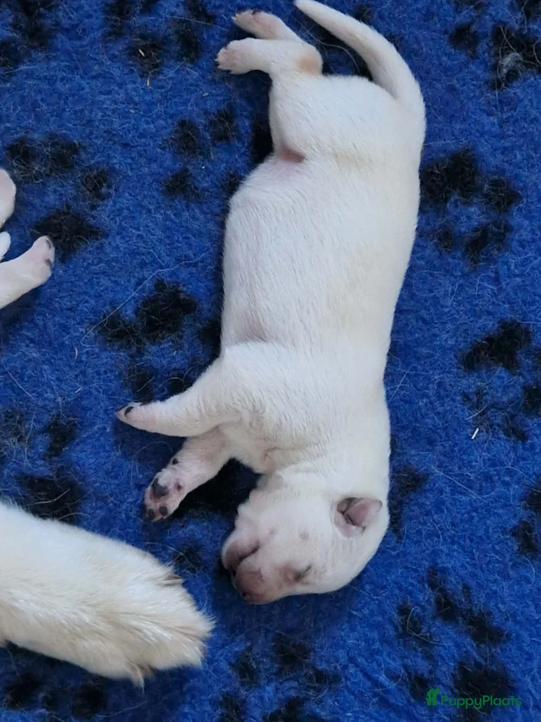 Zwitserse Witte Herdershond honden te koop: witte herder pups - Advertentie 6