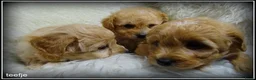 Maltipoo honden te koop: Maltipoo F1b pups - Advertentie 6