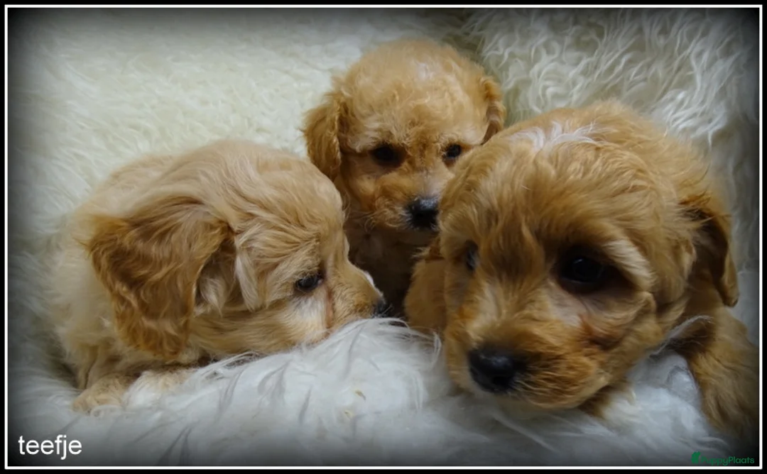 Maltipoo honden te koop: Maltipoo F1b pups - Advertentie 6