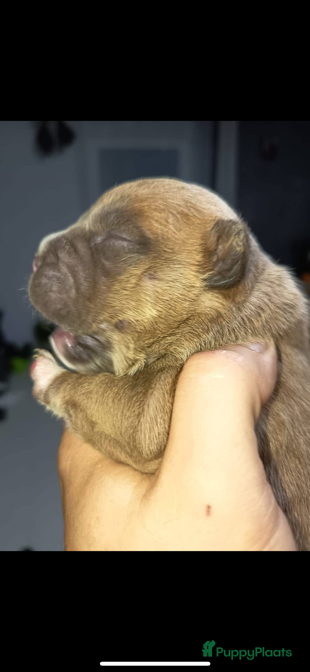 Amerikaanse Bully honden te koop: Amerikaanse Bully-puppy's  - Advertentie 13