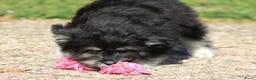 Kruising honden te koop: Lieve Kruising Maltezer pup. - Advertentie 3
