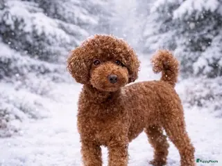Dwergpoedel honden dwerg poedel SEM DONKER ROOD - Advertentie 5