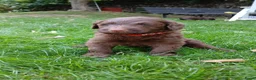 Labradoodle honden te koop: Lieve Labradoodle pups zoeken gouden mandje - Advertentie 2
