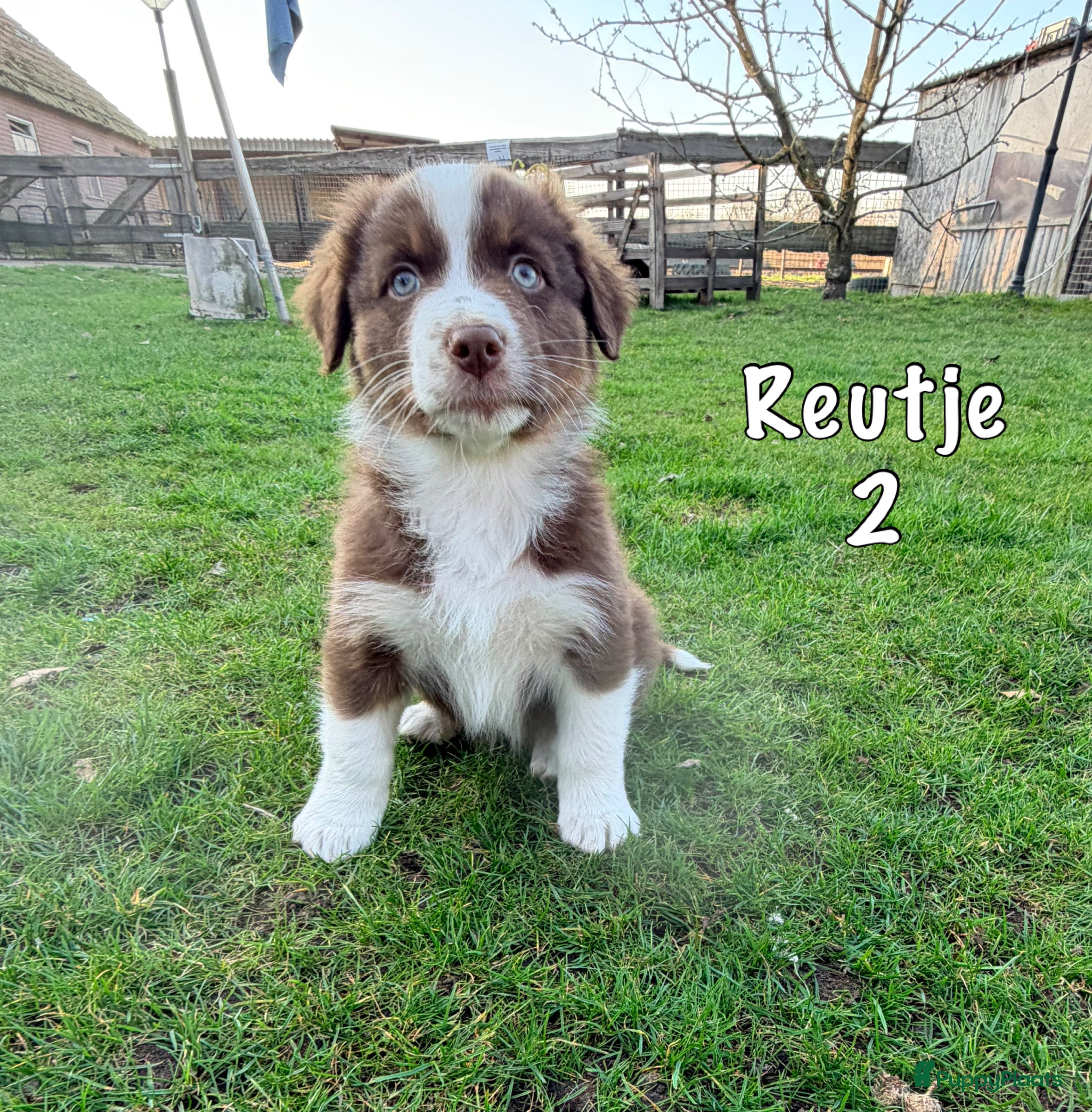 Australian Shepherd honden Australian shepherd pups  - Advertentie 1