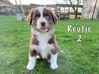 Australian Shepherd honden Australian shepherd pups - Advertentie 9