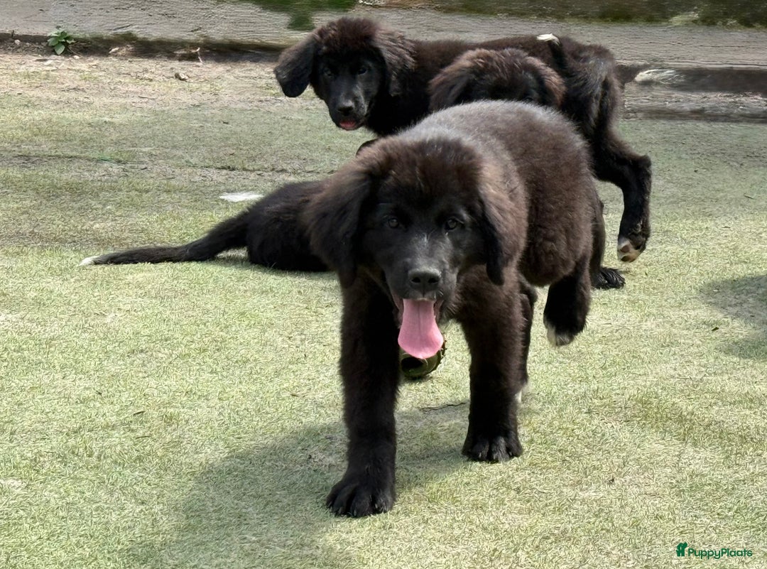 Kruising honden te koop: Newfoundlander Kruising pups  - Afbeelding 21