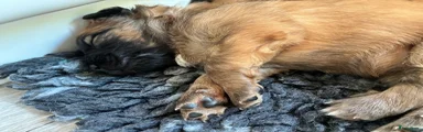Ginger