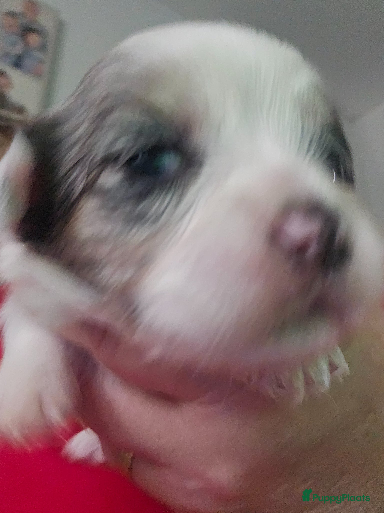 Malshi honden te koop: Boomer - Advertentie 10