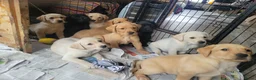 Labrador Retriever honden te koop: STAMBOOM FIELDTRIAL LABRADOR PUPS - Advertentie 11