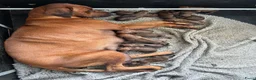 Rhodesian Ridgeback honden te koop: Prachtige Rhodesian Ridgeback pups met stamboom  - Advertentie 13