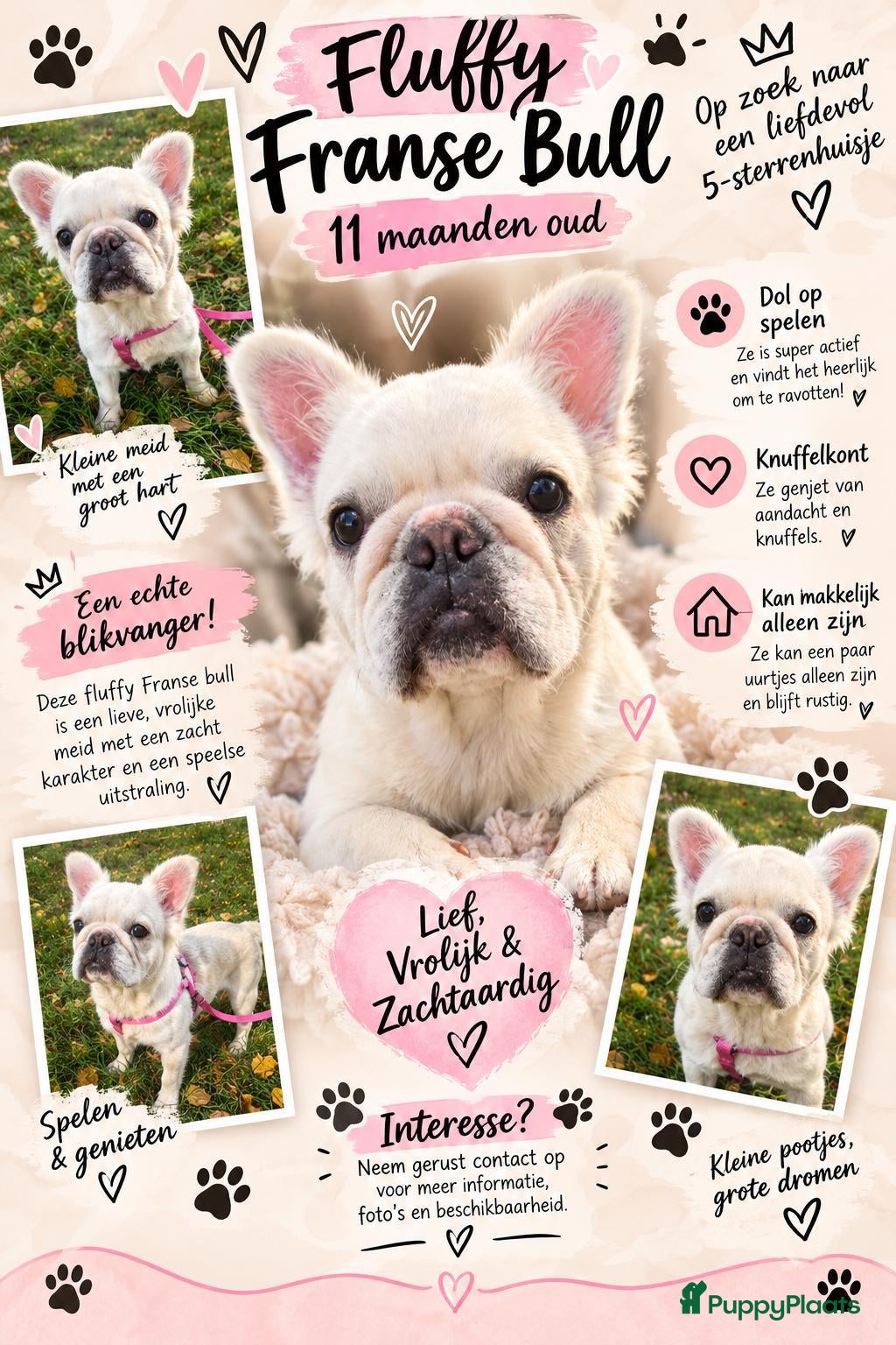 Franse Bulldog honden 🎀 Fluffy Franse bulldog 11 maanden teefje 🎀 - Advertentie 2