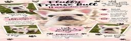 Franse Bulldog honden te koop: 🎀 Fluffy Franse bulldog 11 maanden teefje 🎀 - Advertentie 1