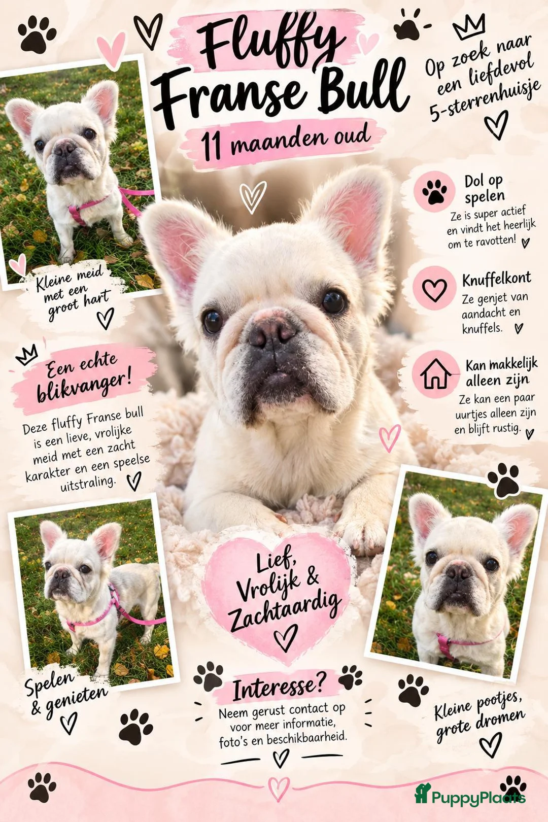 Franse Bulldog honden te koop: 🎀 Fluffy Franse bulldog 11 maanden teefje 🎀 - Advertentie 1