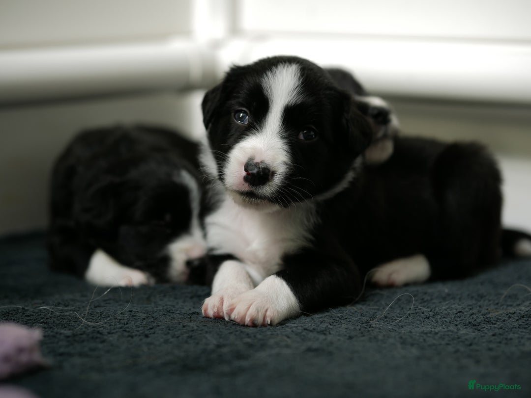 Border Collie honden te koop: Prachtige pups Border Collie/Barbado da Terceira - Afbeelding 3