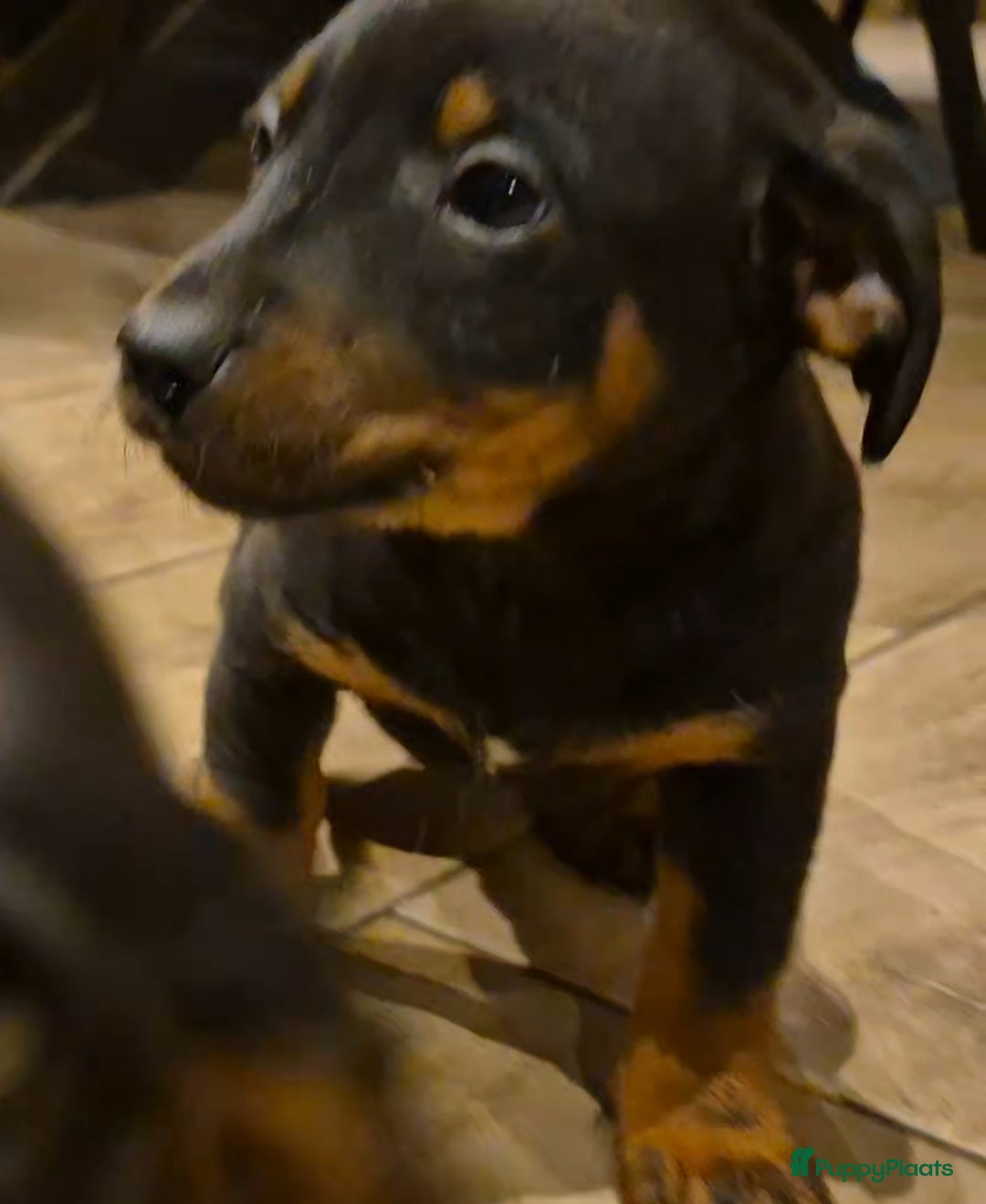 Jack Russel Terriër honden te koop: JACK RUSSEL PUPS - Advertentie 30