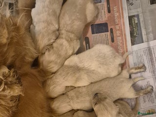 Kruising honden Prachtige cocker x golden retriever pups - Advertentie 9