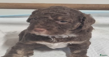Australian Labradoodle honden - Advertentie 3