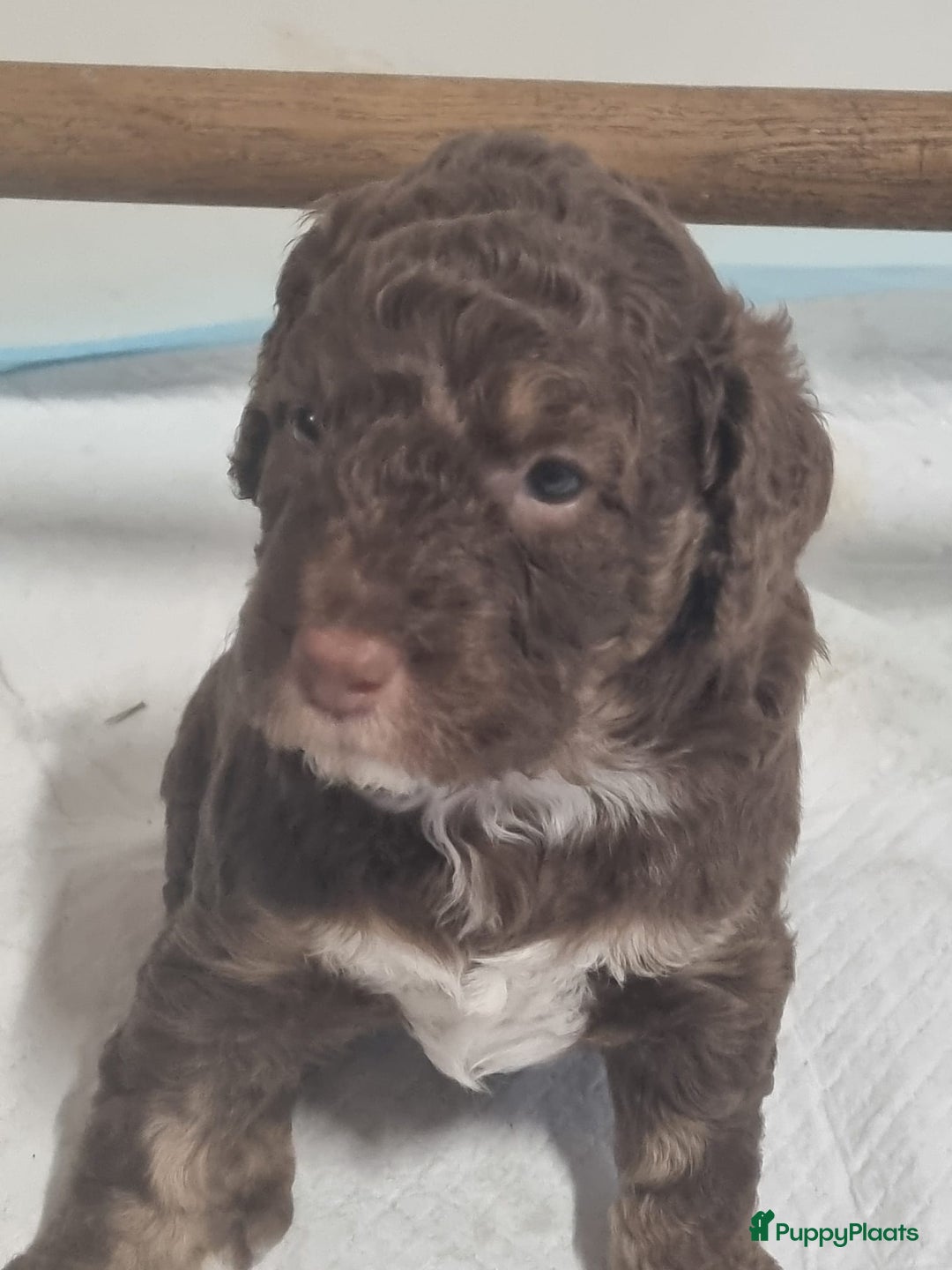 Australian Labradoodle honden te koop: Puppy's op zoek naar baasje - Afbeelding 2