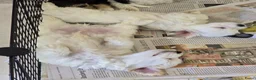 Morkie honden te koop: Zeer mooie witte Morkie pups reutjes in Groningen - Advertentie 10