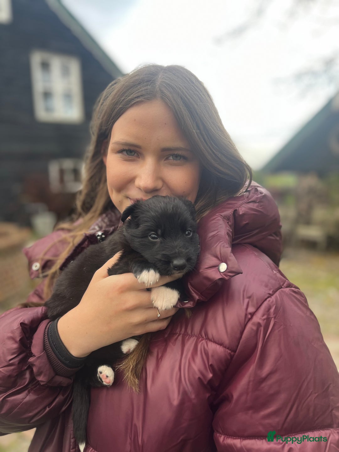 Kruising honden te koop: Lieve duitse herder x border collie pups - Advertentie 7