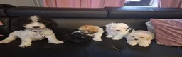 Kruising honden te koop: Prachtige Puppy's Maltipoo/Pomchi - Advertentie 2