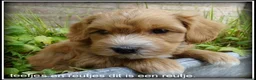 Maltipoo honden te koop: Maltipoo F1b pups - Advertentie 9