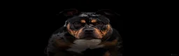 Amerikaanse Bully honden te koop: American Bully pups verwacht (GETEST)  - Advertentie 11