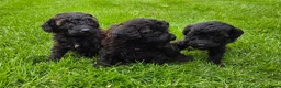Labradoodle honden te koop: Mini labradoodle pups br/zw gemêleerd en 1 blond  - Advertentie 5