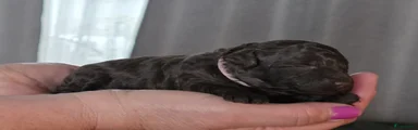 Dwergpoedel Puppy 1