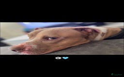 Pitbull Terriër honden ter dekking: Ajax/Jaxie ( DEKREU ) - Advertentie 2