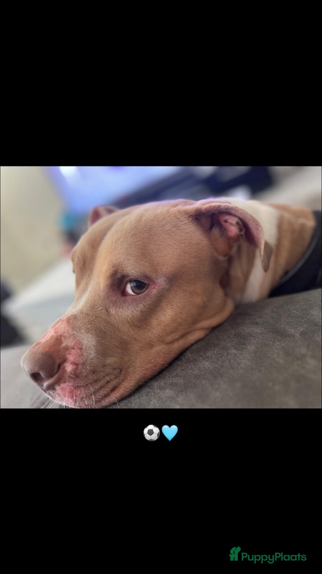 Pitbull Terriër honden ter dekking: Ajax/Jaxie ( DEKREU ) - Advertentie 2