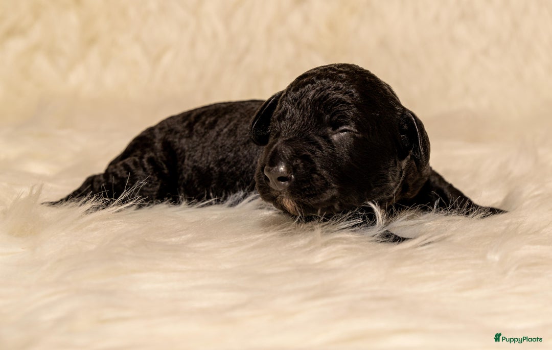 Spaanse Waterhond honden te koop: Spaanse Waterhond Puppy beschikbaar - Advertentie 9