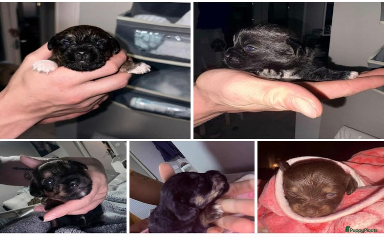Kruising honden Jugapoo pups geboren 18/10 België  - Advertentie 3