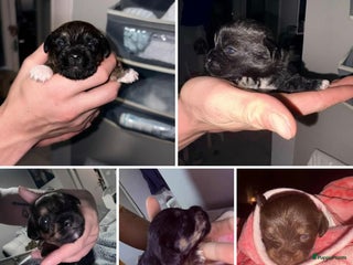 Kruising honden Jugapoo pups geboren 18/10 België - Advertentie 2