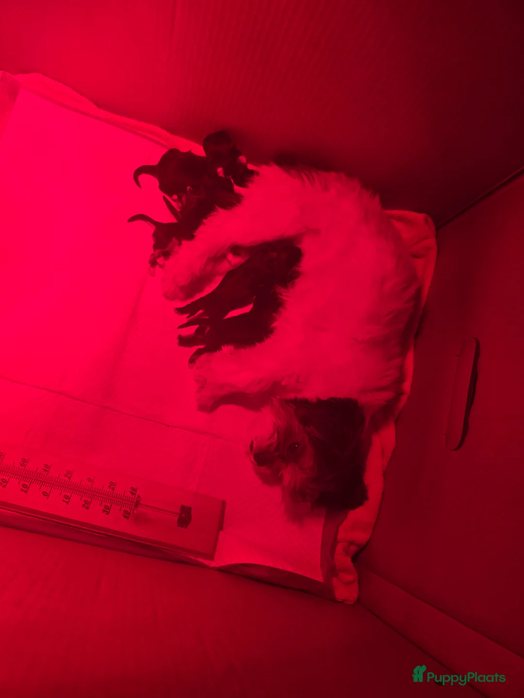 Kruising honden te koop: Nog twee pups beschilbaar - Advertentie 2