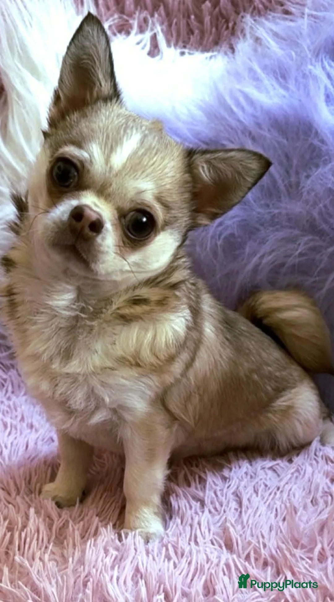 Chihuahua honden te koop: Chihuahua teefje isabelle husky - Advertentie 1